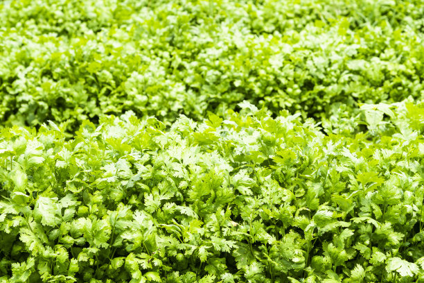 cilantro