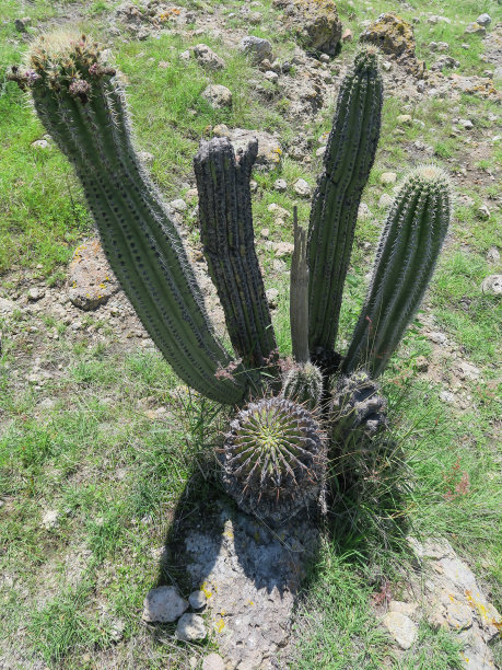 cholla