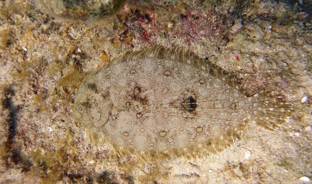 plaice