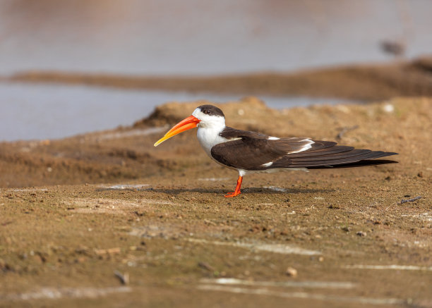 skimmer