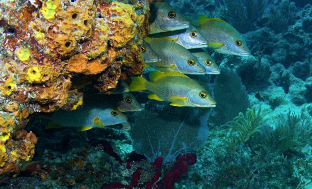 snapper
