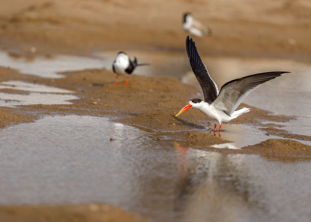 skimmer