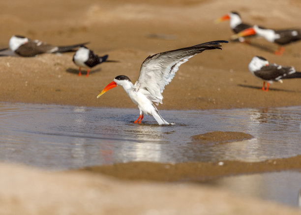 skimmer