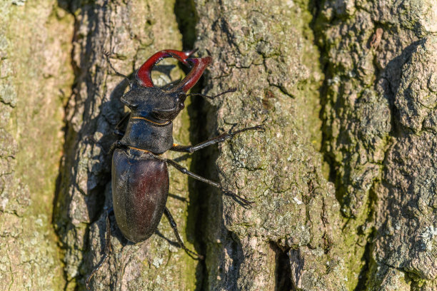 lucanus