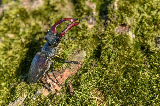 lucanus