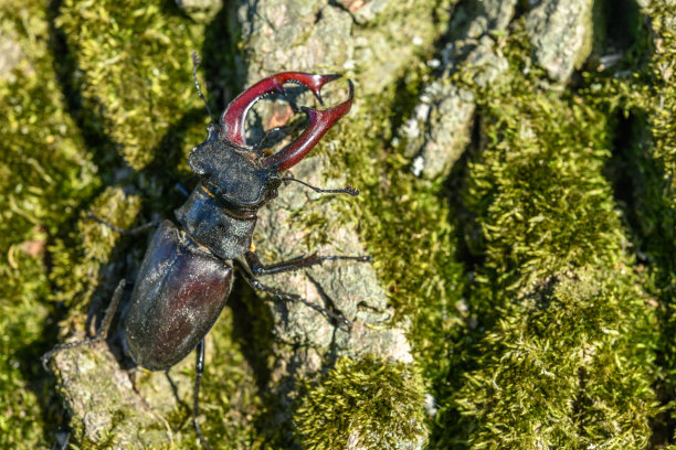 lucanus