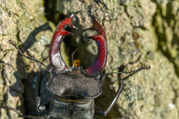 lucanus