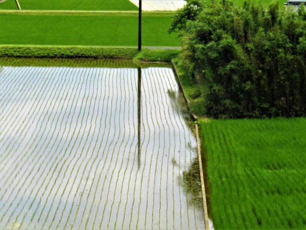 名画绿色稻田