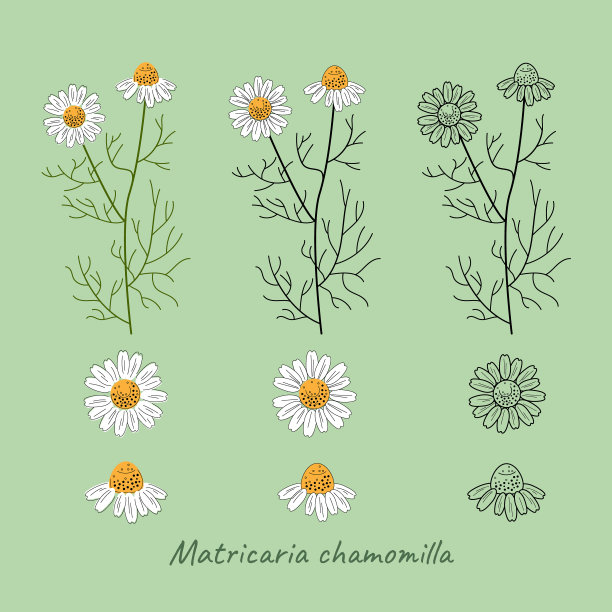 camomiles