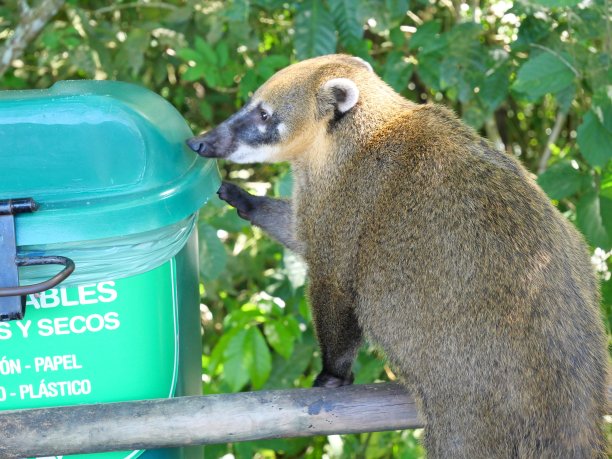coatimundi