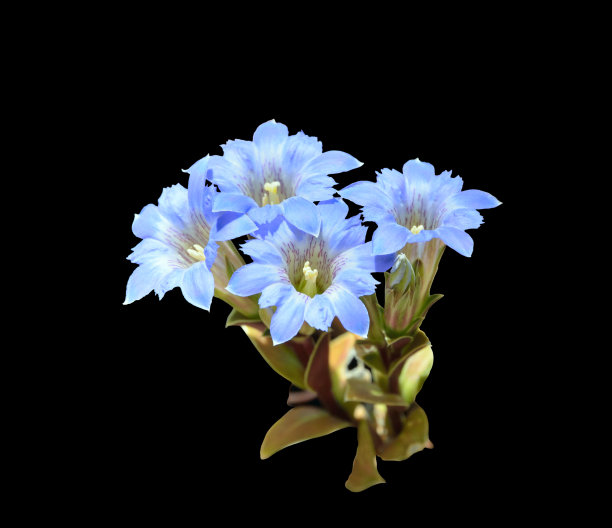 gentian