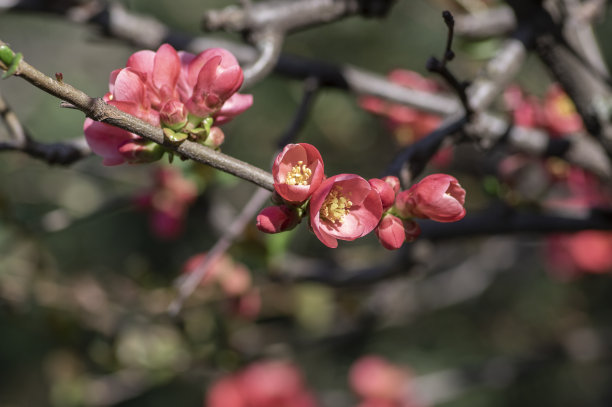 chaenomeles