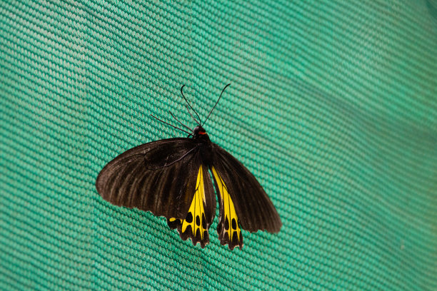 ornithoptera