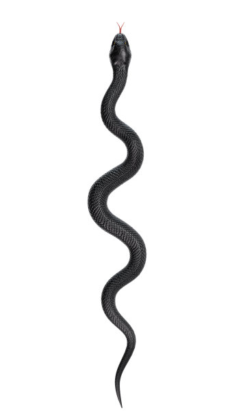 snake