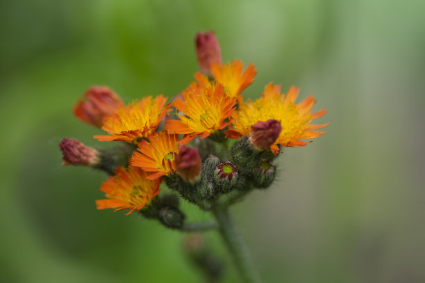 hawkweed