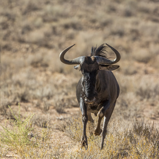 wildebeest