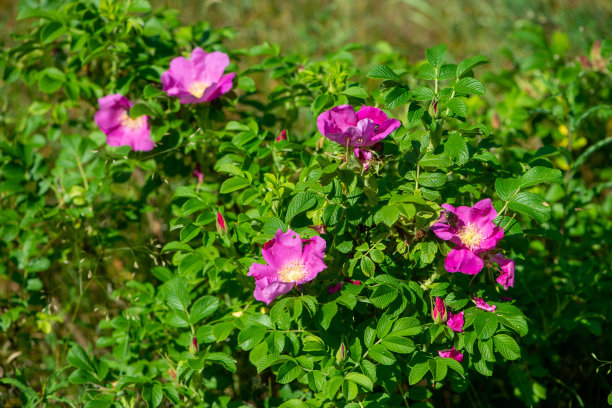rugosa