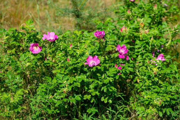 rugosa