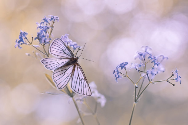 蓝色背景蝴蝶花