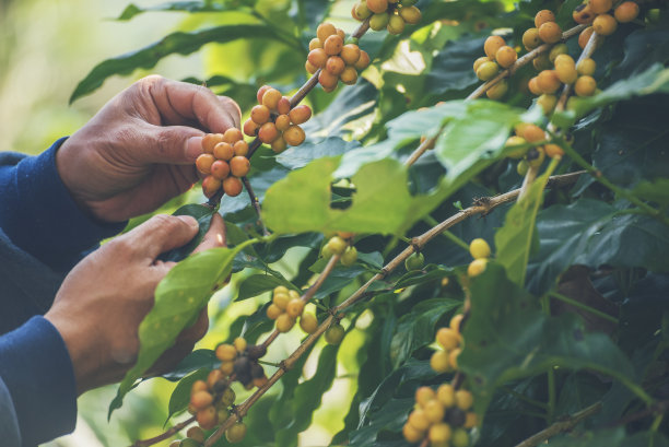 采摘咖啡豆