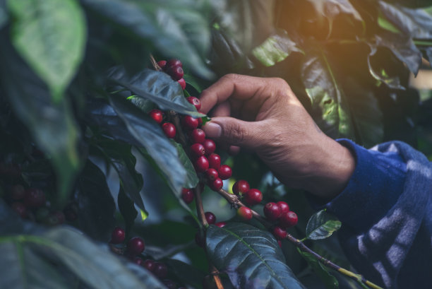 采摘咖啡豆