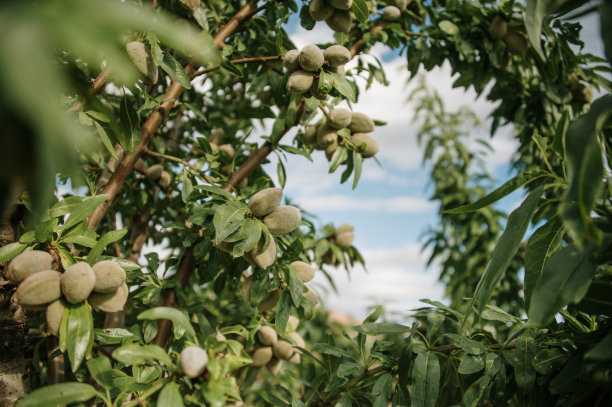 almond