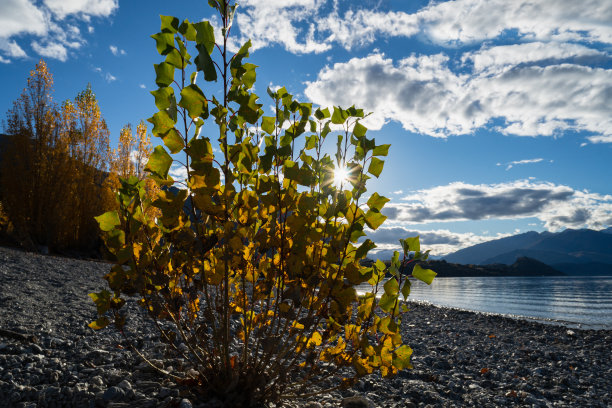 wanaka