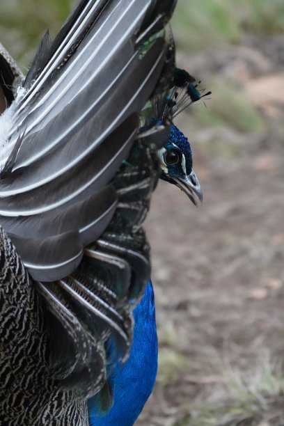 preen