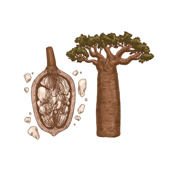 baobab