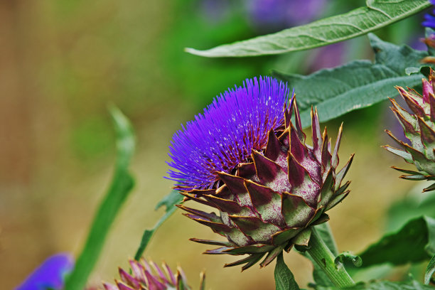 artichoke