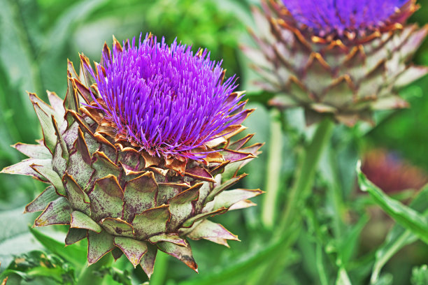 artichoke
