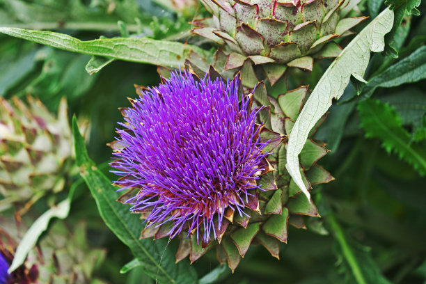 artichoke