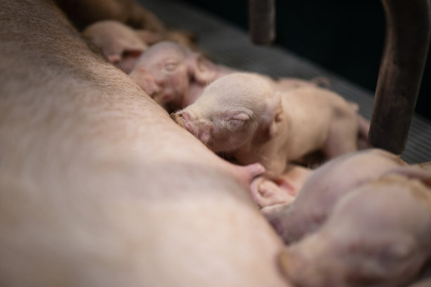 pig