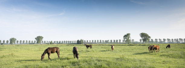nijmegen