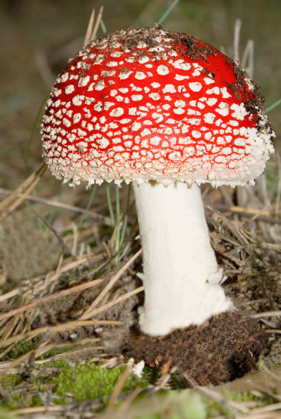 amanitaceae