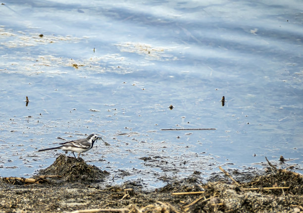 wagtail