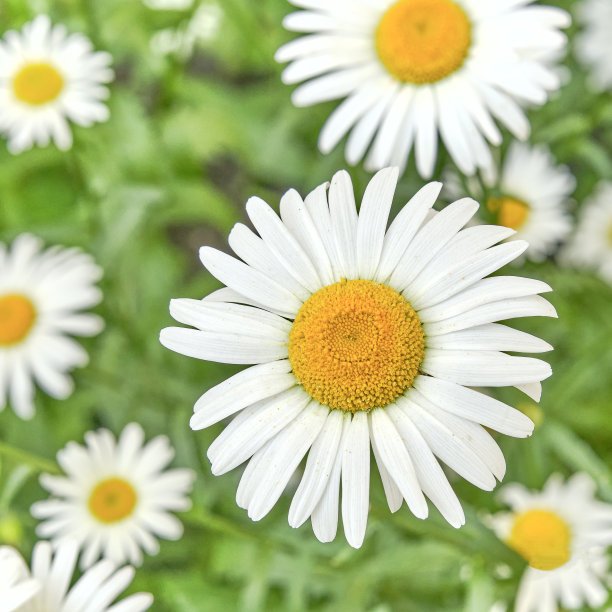 pyrethrum