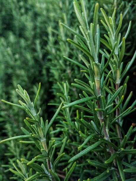 rosemary