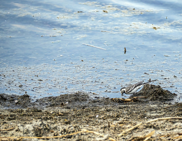 wagtail