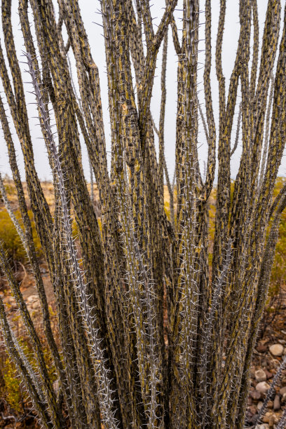 ocotillo