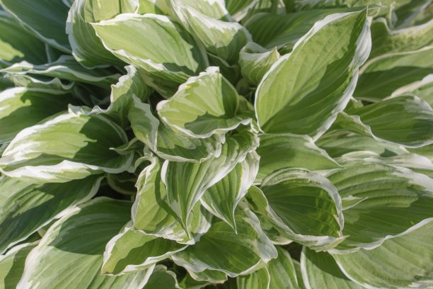 hosta