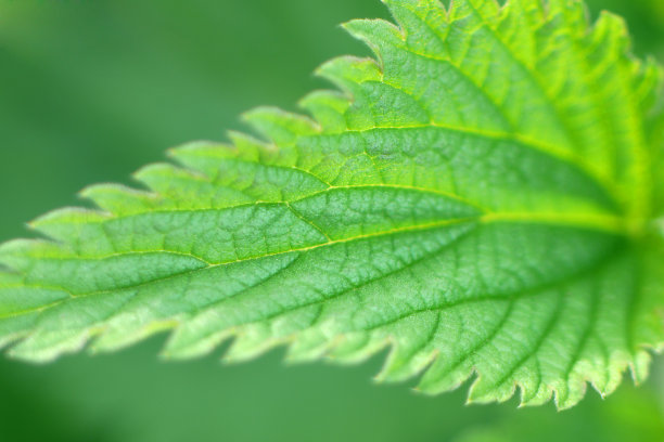 nettles