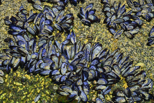mussels