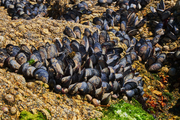 mussels
