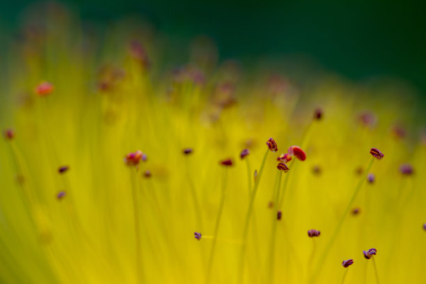 stamens