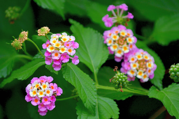 lantana