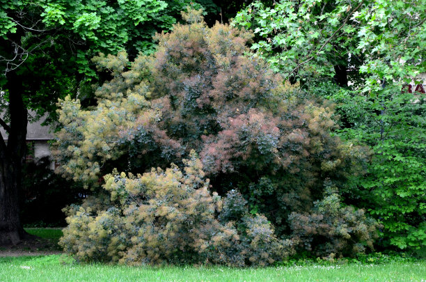 overgrown