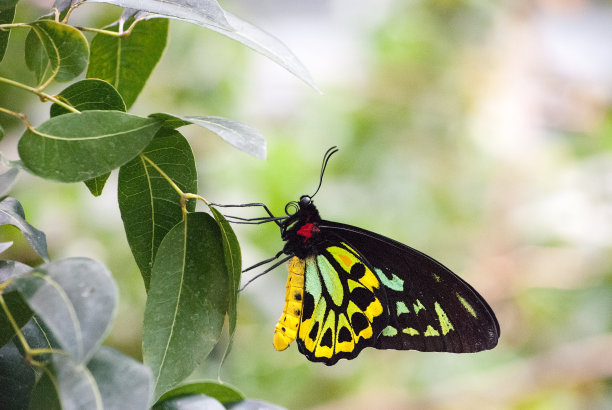 ornithoptera
