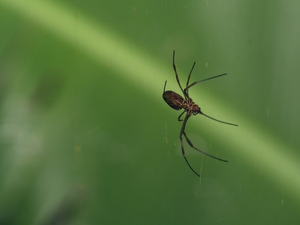 arachnid