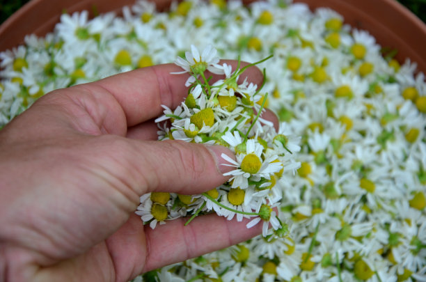 camomiles
